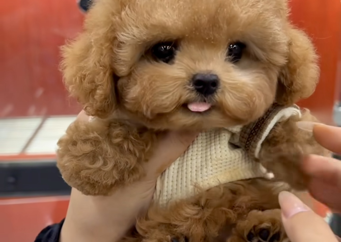 Toy Poodle Kore Kan Yavrularımız